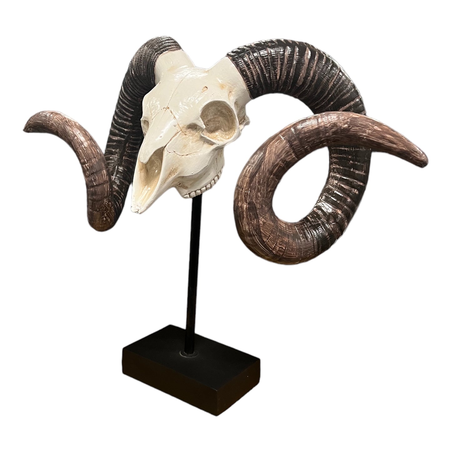 Large Ram's Skull