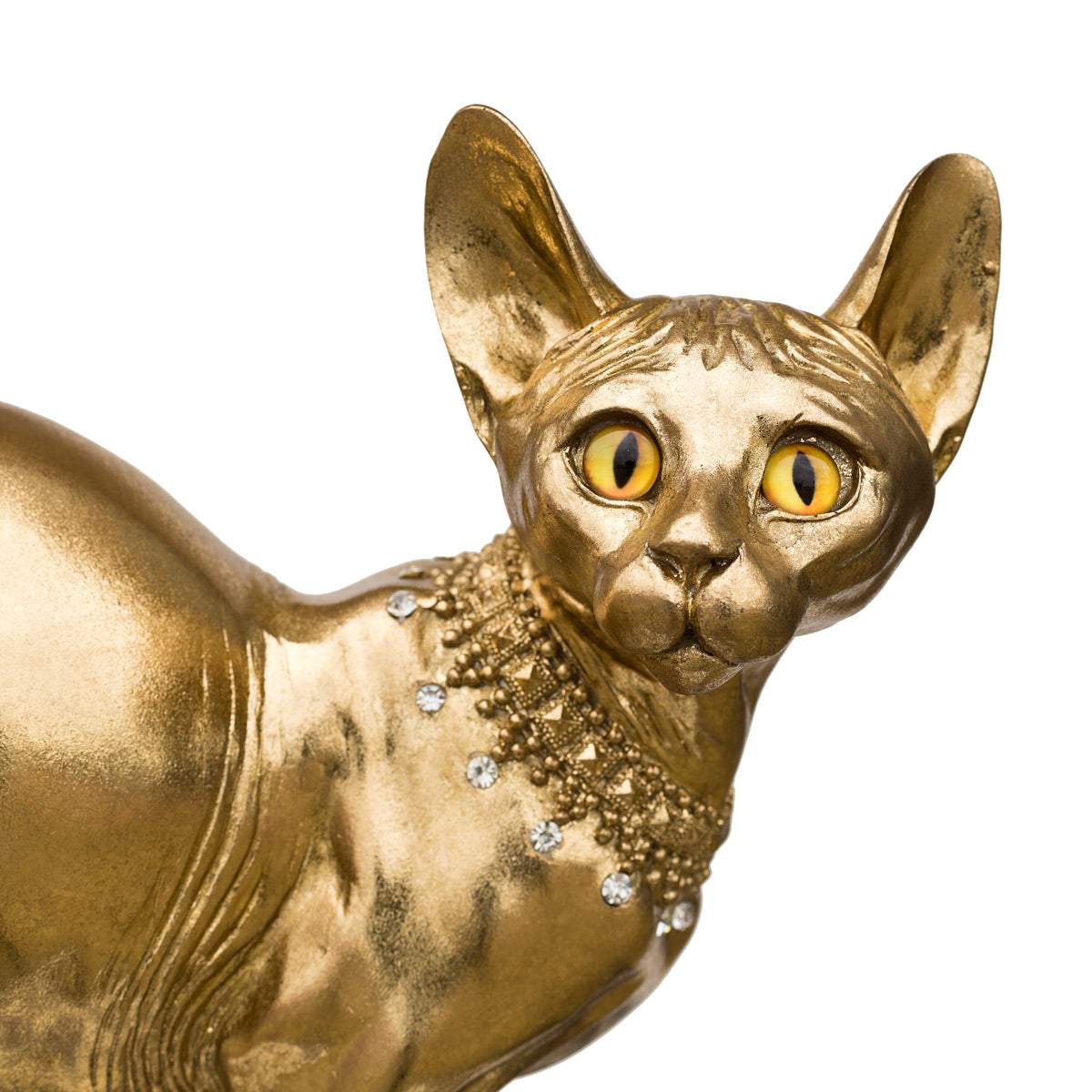 Gold Sphynx Cat